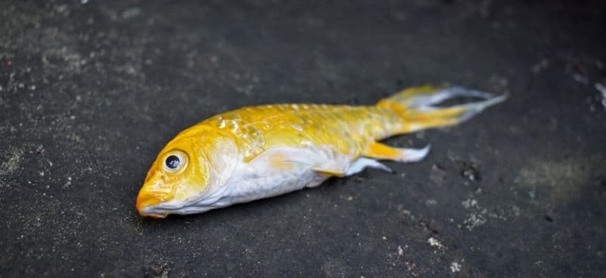 How To Treat Ammonia Poisoning in Fish