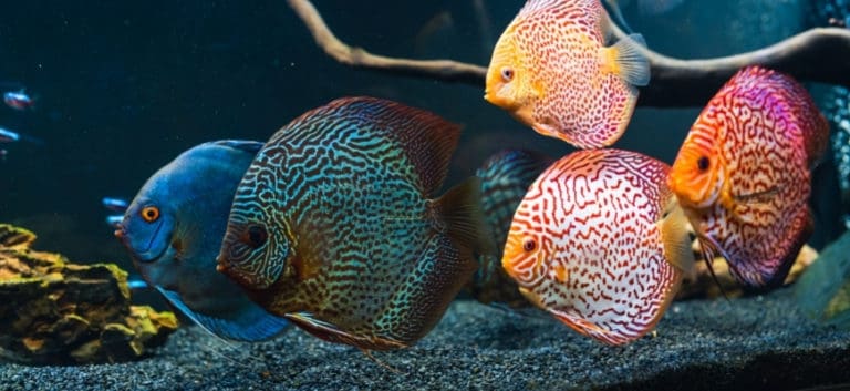 Colorful Discus in Aquarium