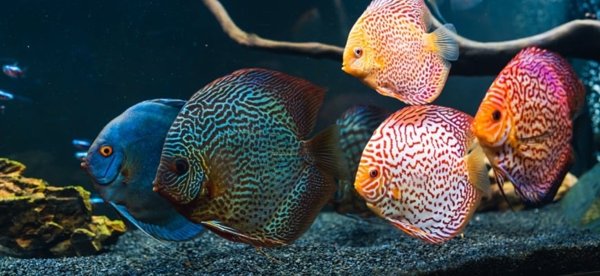 How Long Do Fish Live - Average Lifespans of Aquarium Fish