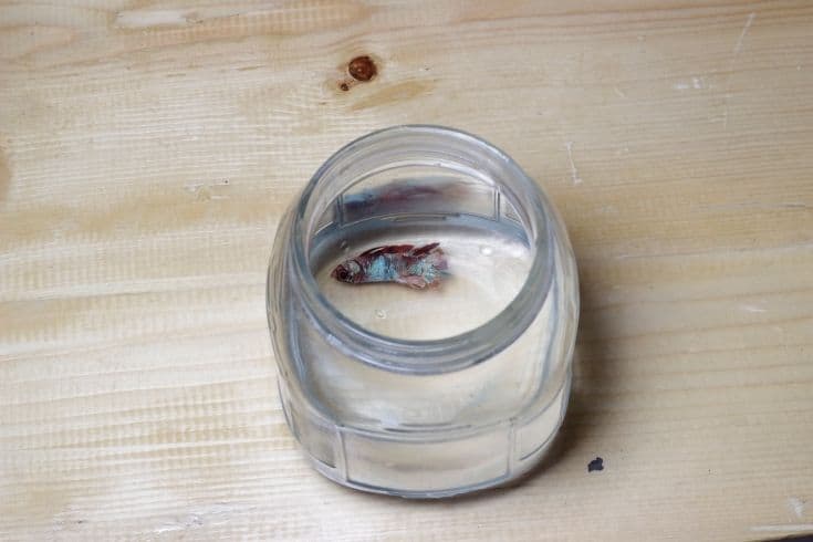 Dead betta fish inside a glass jar