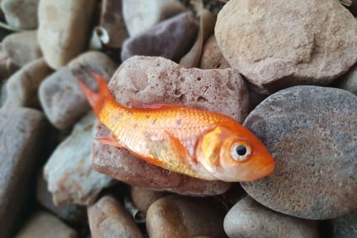 Few missing scales of Goldfish dead Carassius auratus