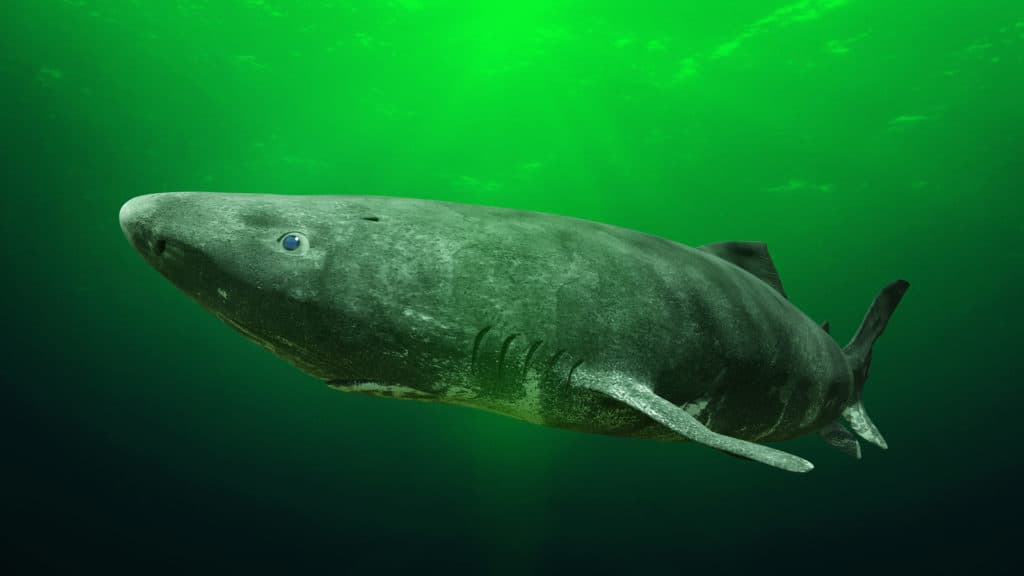 Greenland shark, rare fish of the northern Atlantic Ocean