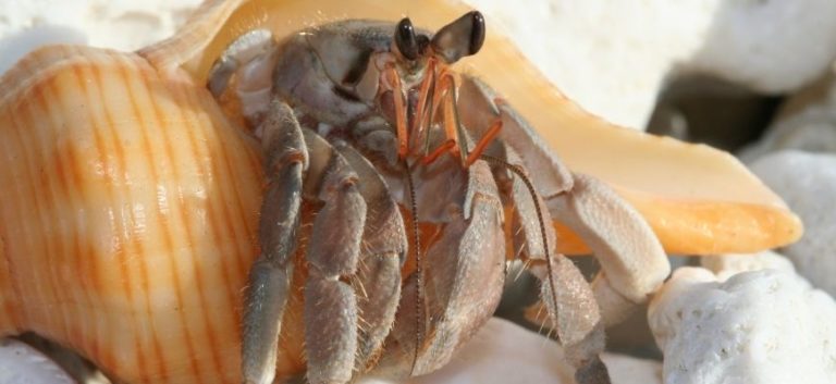 Hermit Crab close up picture