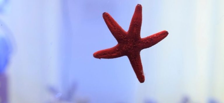 Starfish in aquarium