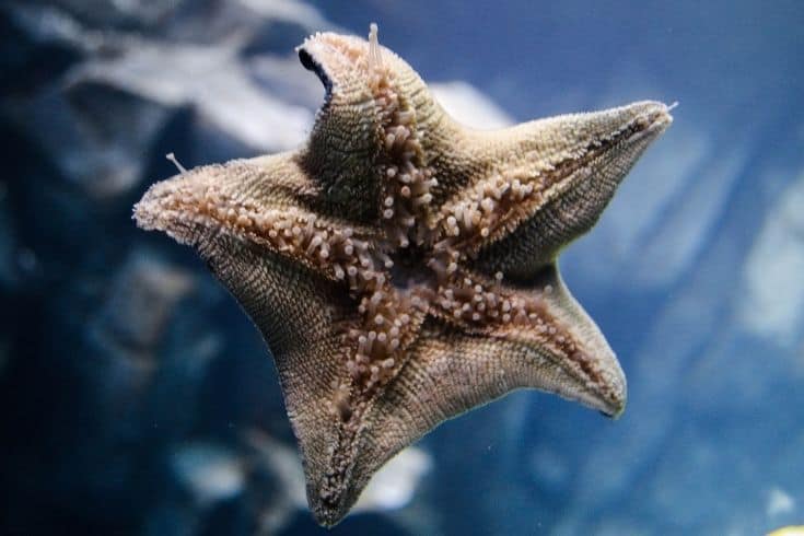 Starfish in aquarium glass