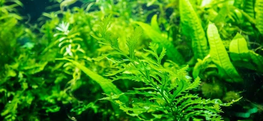 15 Aquarium Plants That Don't Need Substrate
