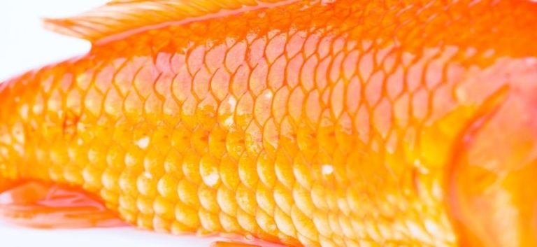 close up picture of Goldfish Scale.