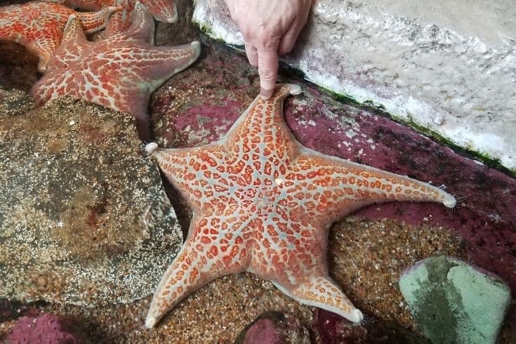orange starfish walking or sitting in aquarium water with finger