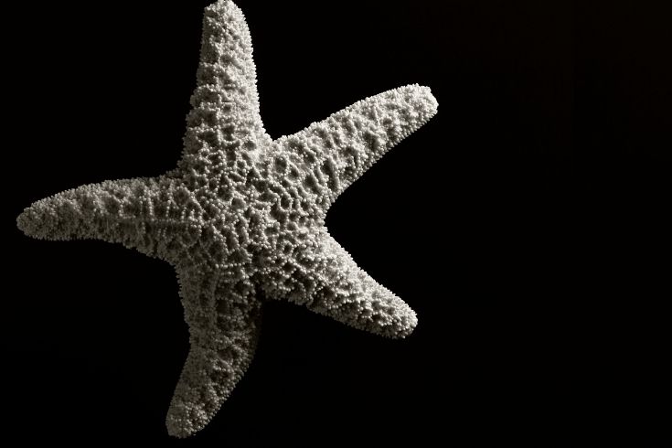 shriveled starfish on black background