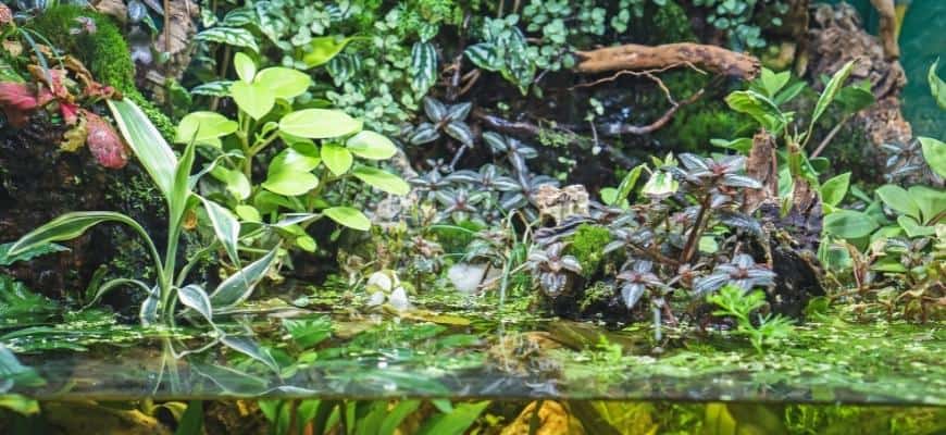 Beautiful freshwater green aquarium with plants