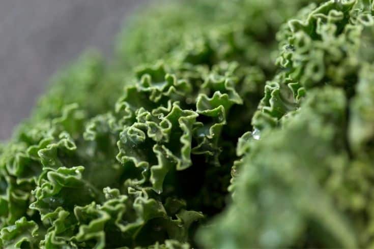 Close up of Kale Cabbage on Table