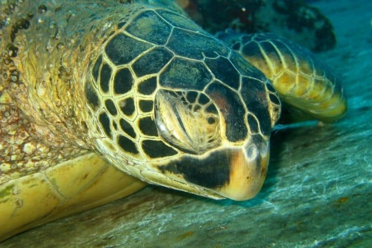 Close-up of Sleeping Green Sea Turtle's Head