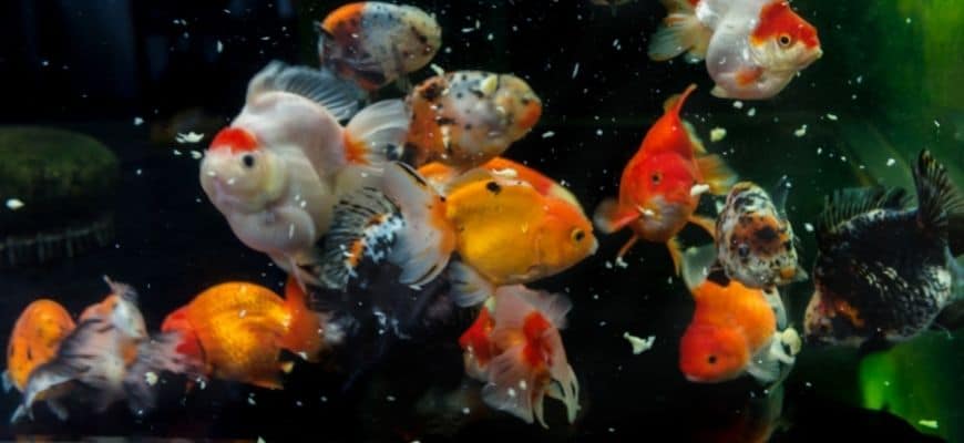 Colorful goldfish eating in the aquarium