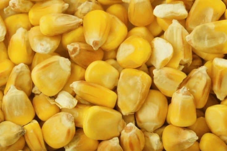 Corn Kernels Background