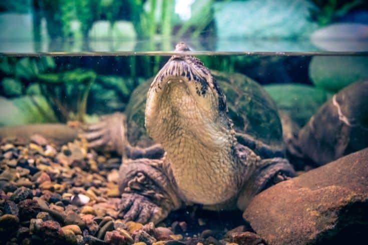 Curious aquarium turtle