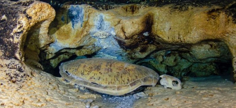 Dead Turtle Underwater