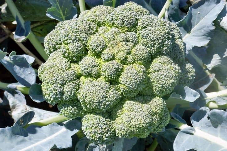 Fresh Broccoli Outdoors
