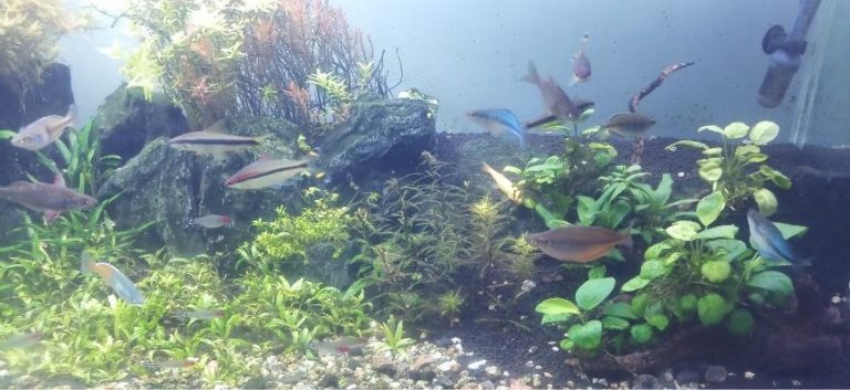 Planted aquarium with fish