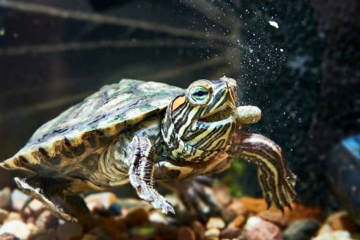 Red-eared turtle have dry feed