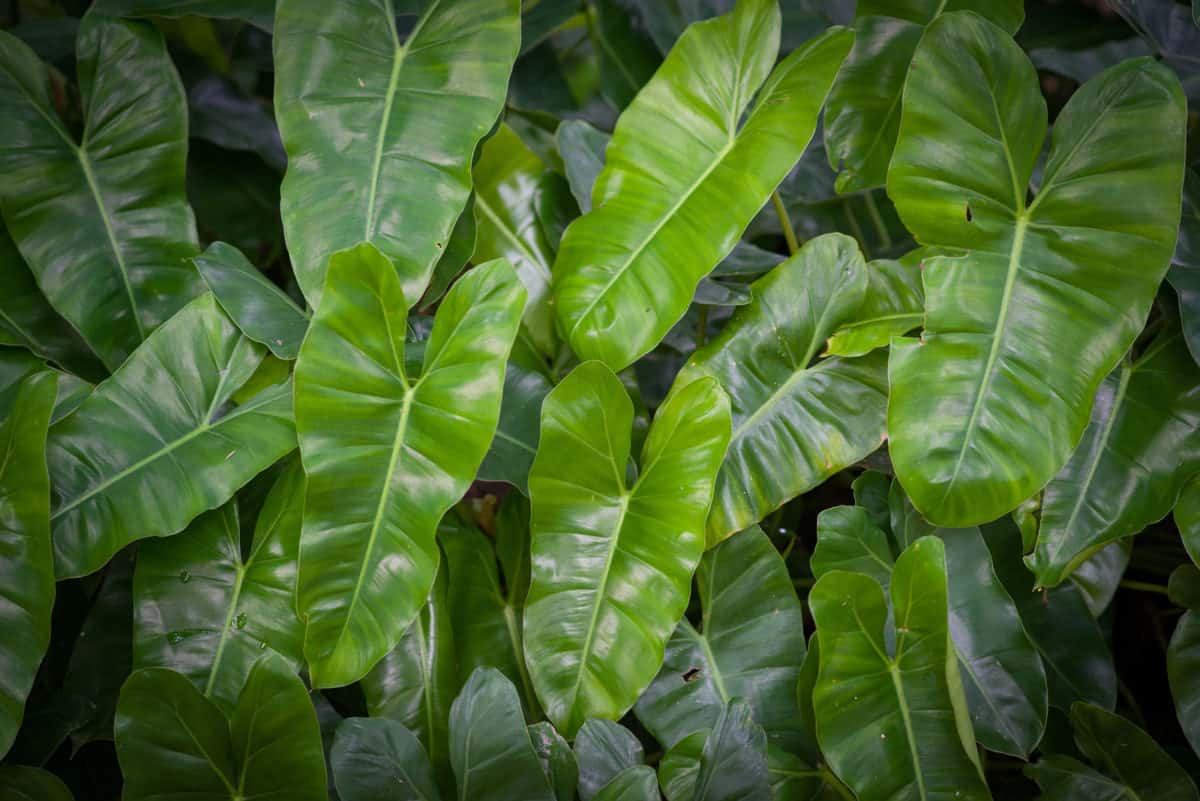 leaf Philodendron in the park
