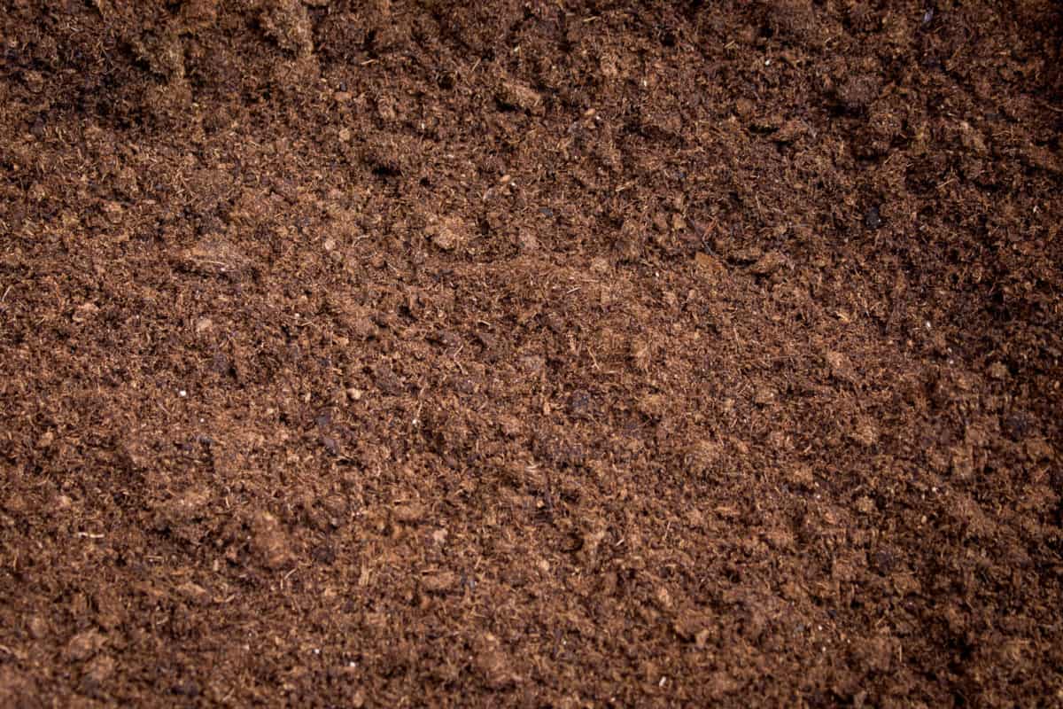 peat moss soil