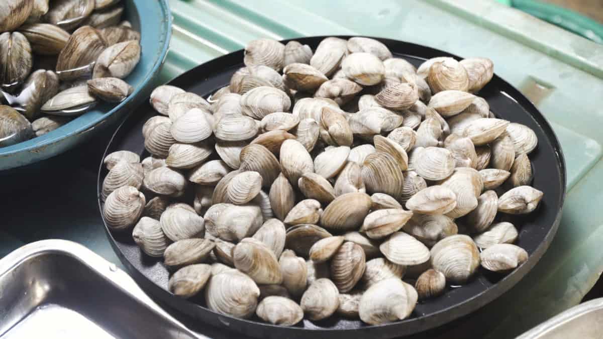 Clams in Asian Market