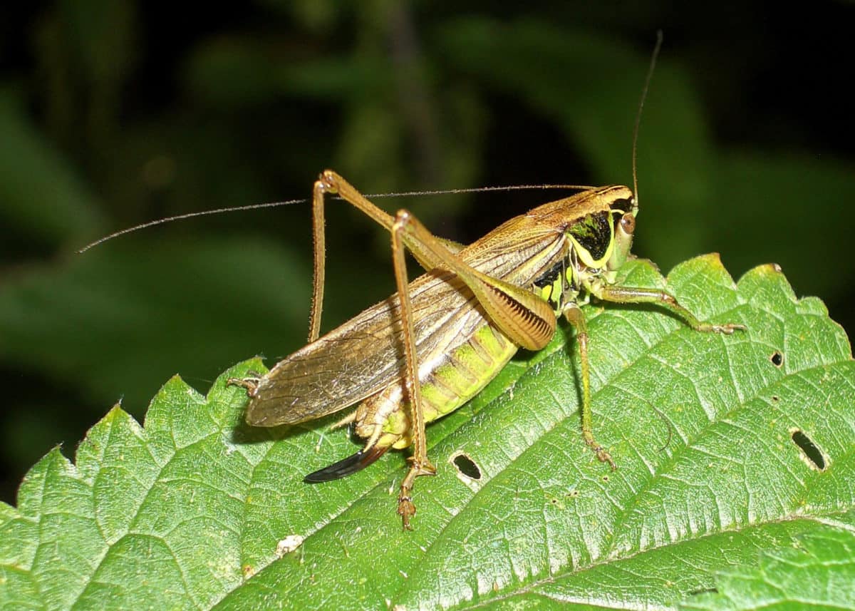 a grasshopper on a plant