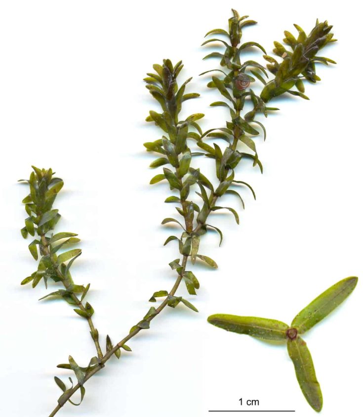 Pondweed (American Waterweed)