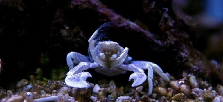 Porcelan crab in reef aquarium tank