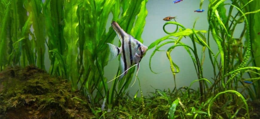 planted aquarium tank with fish