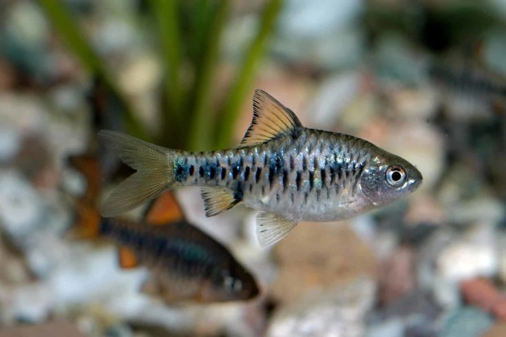 Aquarium fish from genus Puntius