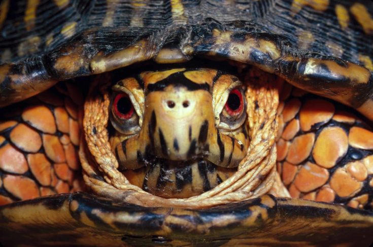Head-on shot of an Eastern Box Turtle, male, Terrapene carolina