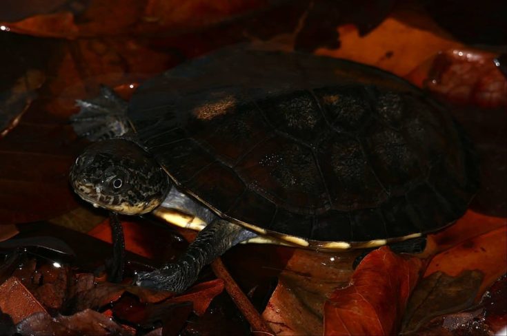 Gibba Turtle