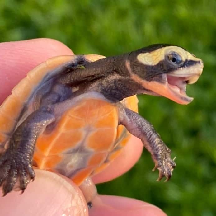 Pink-Bellied Side-Neck Turtle