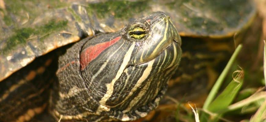 Where to Donate a Red Eared Slider Turtles Ventura County?