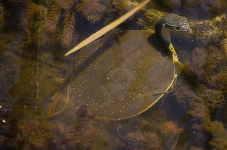 A spiny softshell turtle in a pond.