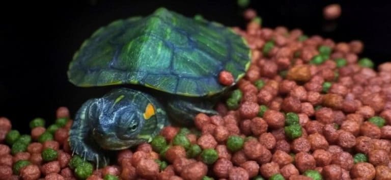 Turtle and food