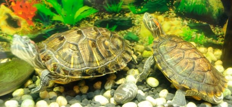 Turtles in an aquarium.