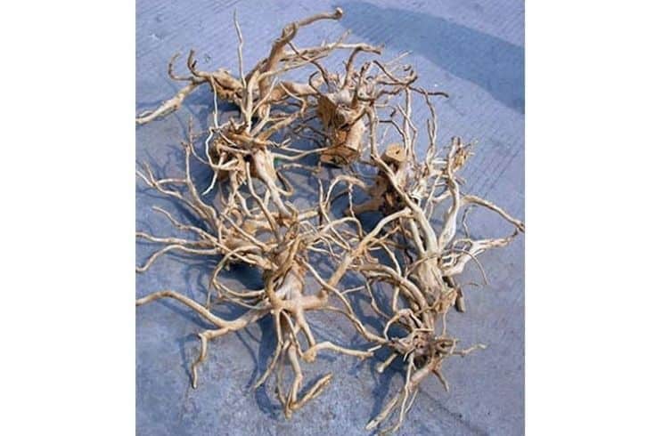 Azalea roots