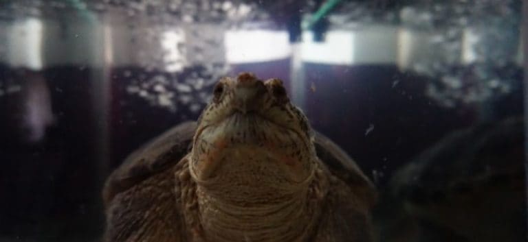 turtle in a fish tank