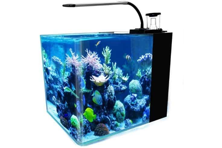 GankPike 8-Gallon Curved Corner Glass Saltwater Aquarium