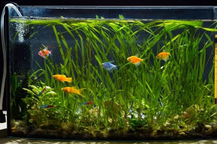 Little aqaurium filled with colored beautiful fishes and different plants.
