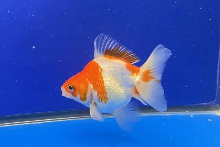 Red and White Short-Tail Ryukin Goldfish