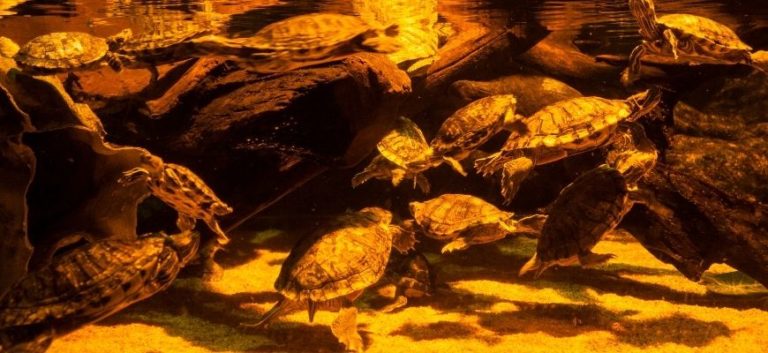 Turtles in Aquarium