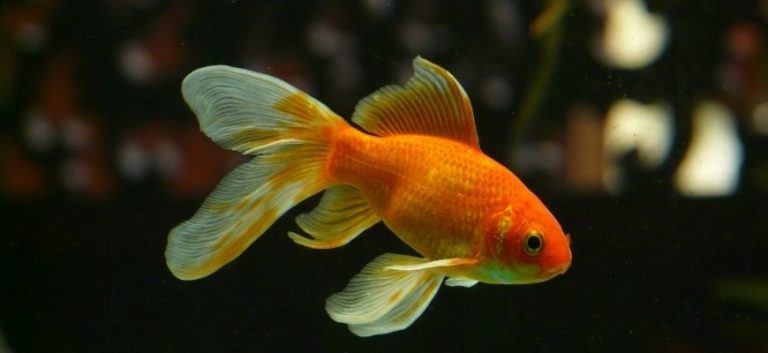 Goldfish Swimming in the Aquarium