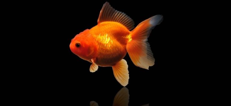 Goldfish in dark background