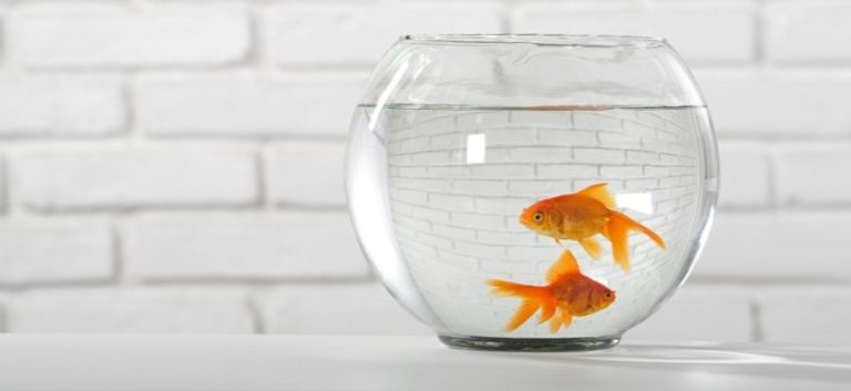 aquarium - two goldfish swimming together