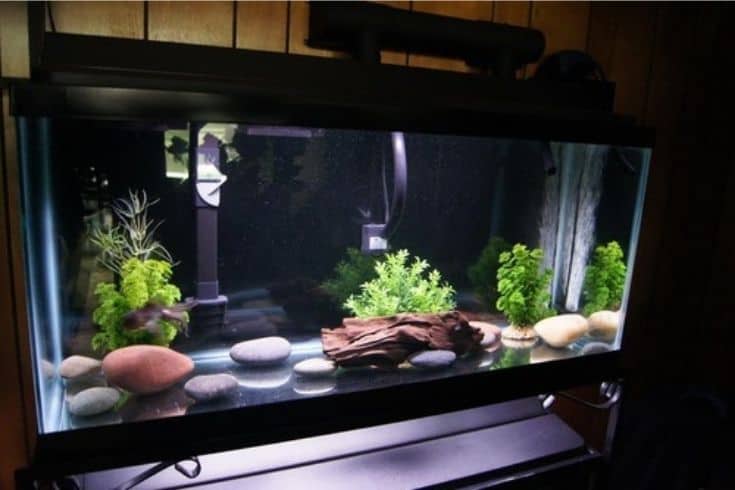 List 5 How Many Goldfish In A 30 Gallon Tank - GA Pet Sitters