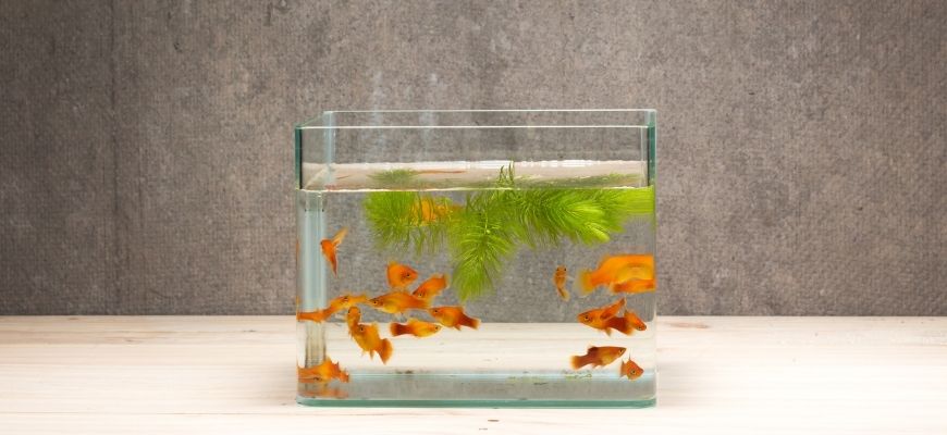 fish tank on table wooden