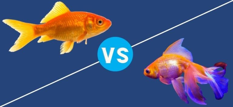male vs female goldfish